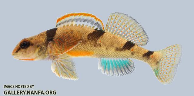 Etheostoma euzonum Arkansas Saddled Darter 353