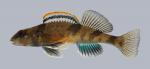 Etheostoma euzonum Arkansas Saddled Darter 464