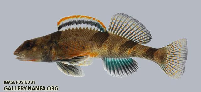 Etheostoma euzonum Arkansas Saddled Darter 464