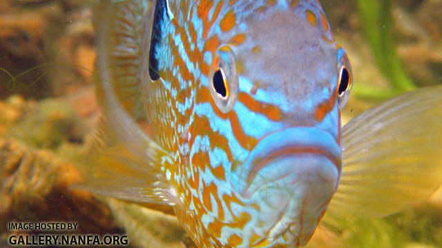 longear sunfish