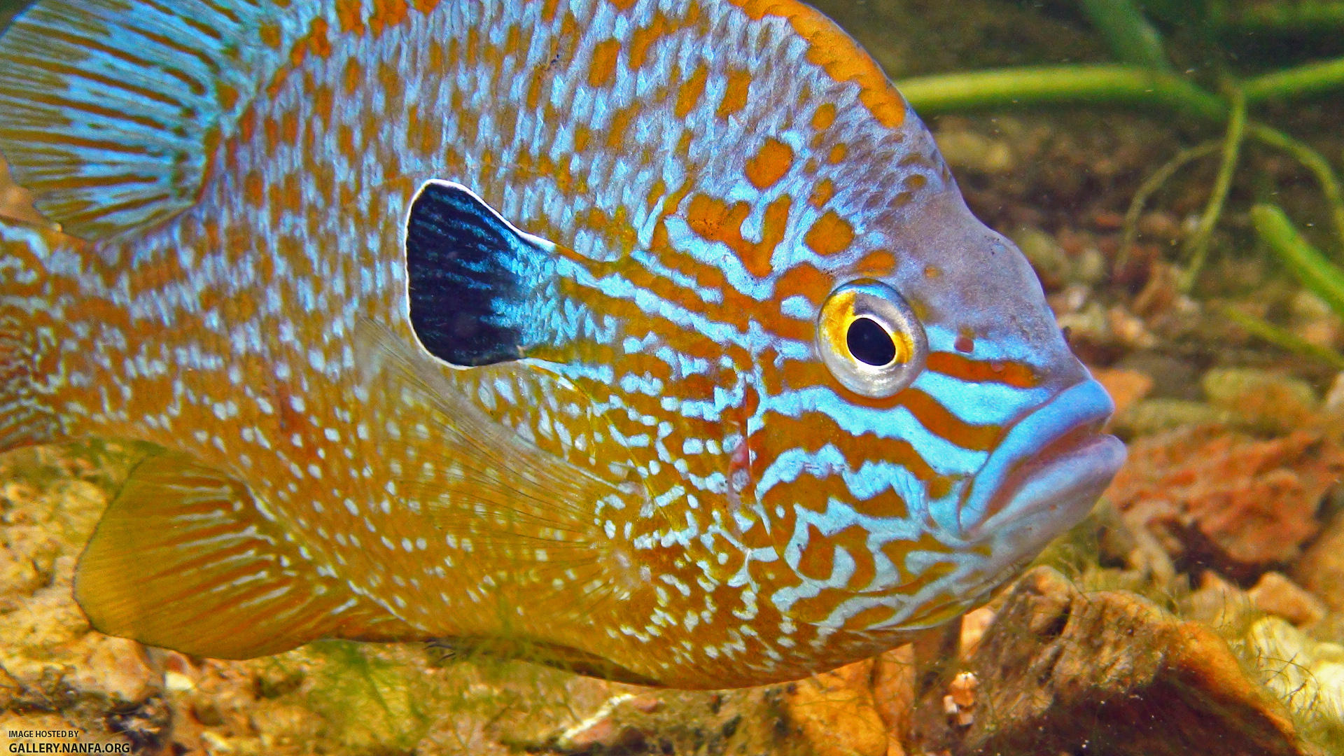 longear sunfish