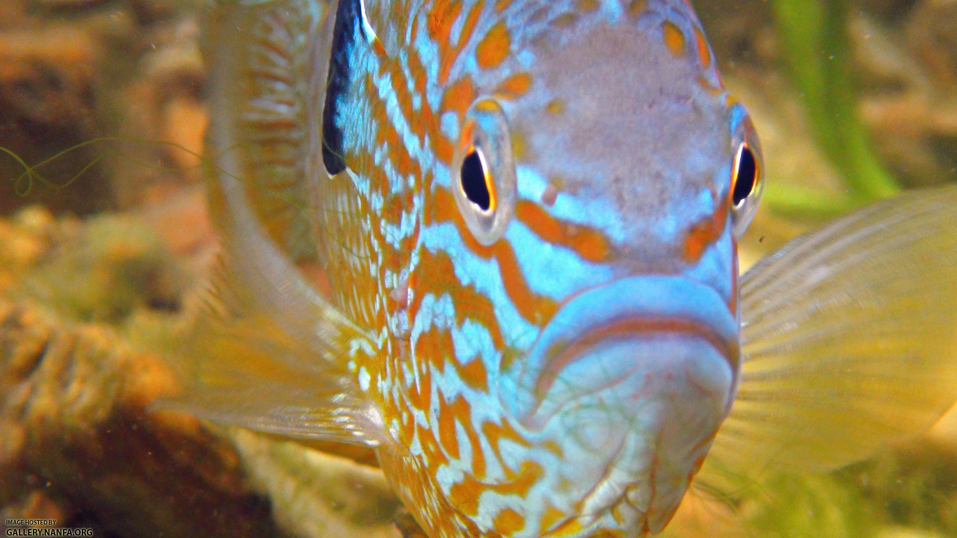 longear sunfish