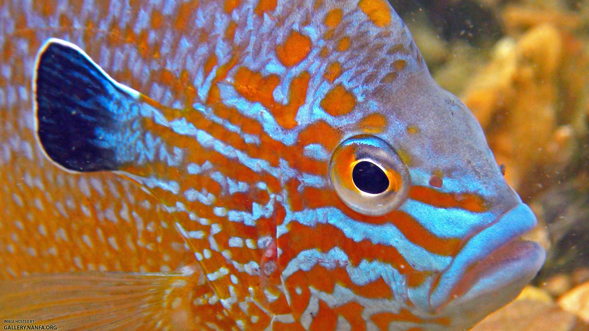 longear sunfish