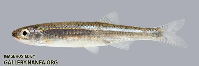 Notropis percobromus Carmine Shiner 764