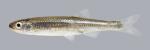 Notropis percobromus Carmine Shiner 764