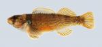 Etheostoma juliae Yoke Darter 572