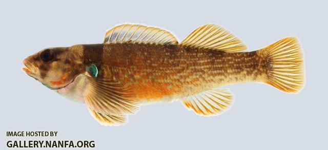 Etheostoma juliae Yoke Darter 572