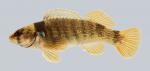 Etheostoma juliae Yoke Darter 633