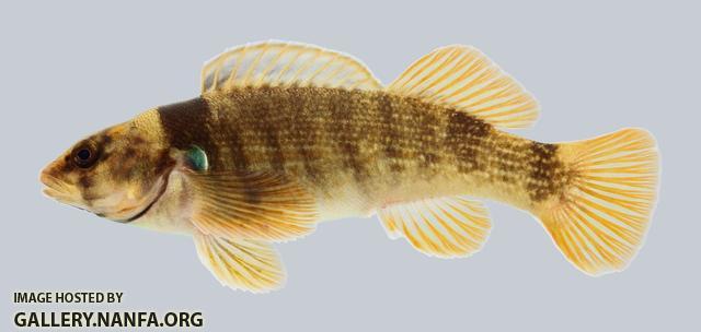 Etheostoma juliae Yoke Darter 633