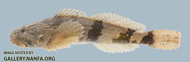 Cottus carolinae Banded Sculpin 843