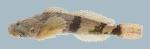 Cottus carolinae Banded Sculpin 843