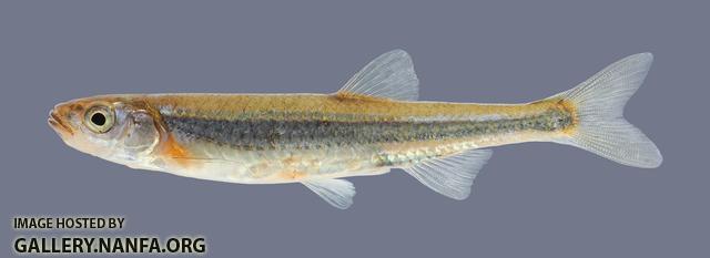 Notropis percobromus Carmine Shiner3881