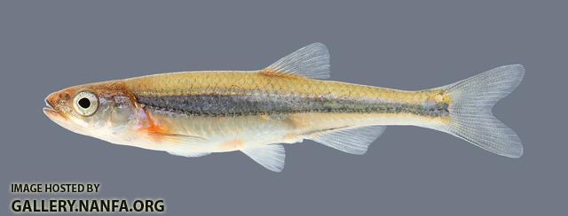 Notropis percobromus Carmine Shiner 3712