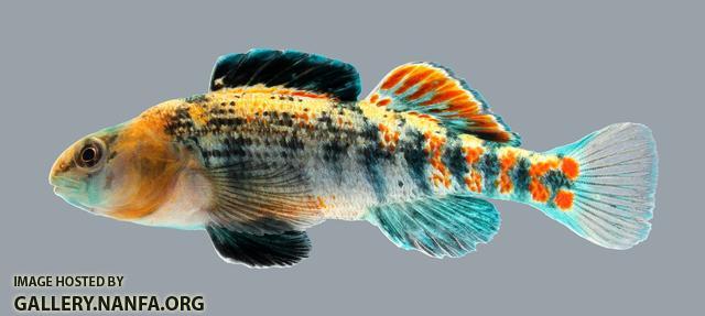 Etheostoma spectabile Orangethroat Darter 3916