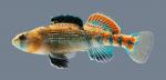 Etheostoma spectabile Orangethroat Darter 3985