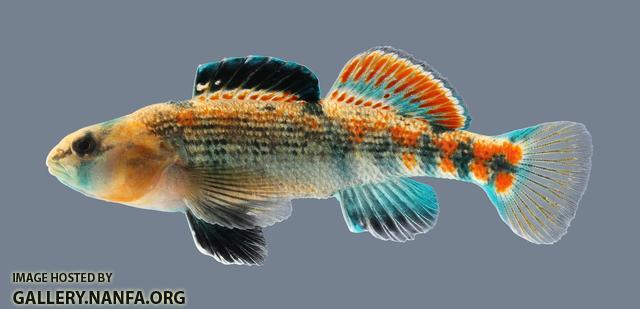 Etheostoma spectabile Orangethroat Darter 3985