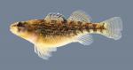 Etheostoma spectabile Orangethroat Darter 4169