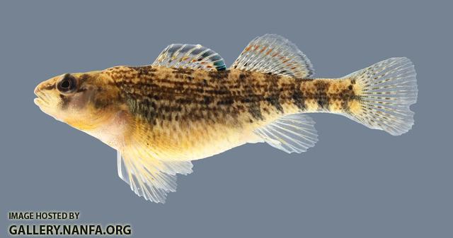 Etheostoma spectabile Orangethroat Darter 4169