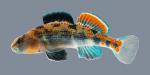 Etheostoma spectabile Orangethroat Darter 4733