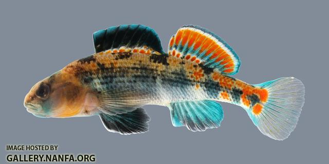 Etheostoma spectabile Orangethroat Darter 4733