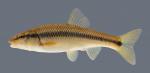 Nocomis biguttatus Hornyhead Chub 4406