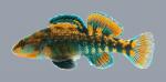 Etheostoma caeruleum Rainbow Darter 2890