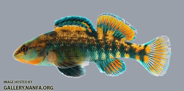 Etheostoma caeruleum Rainbow Darter 2890