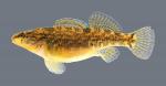 Etheostoma caeruleum Rainbow Darter 3070