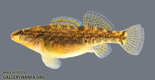 Etheostoma caeruleum Rainbow Darter 3070