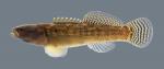 Etheostoma flabellare Fantail Darter 2926