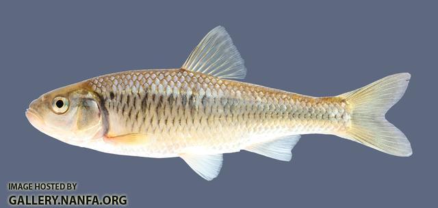 Luxilus chrysocephalus Striped Shiner 597