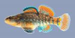 Etheostoma caeruleum Rainbow Darter 718