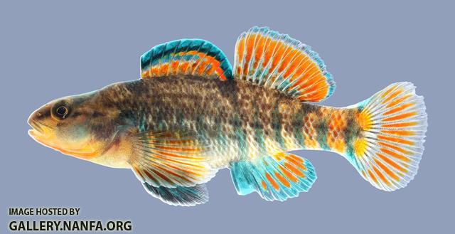 Etheostoma caeruleum Rainbow Darter 718