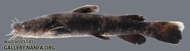 Pylodictis olivaris Flathead Catfish 2691