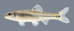 Pimephales vigilax Bullhead Minnow 248