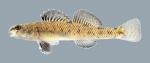 Etheostoma nigrum Johnny Darter 012