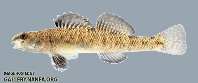 Etheostoma nigrum Johnny Darter 012