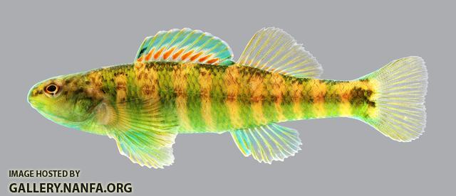 Etheostoma zonale Banded Darter 109