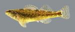 Etheostoma zonale Banded Darter 216