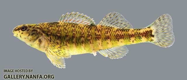 Etheostoma zonale Banded Darter 216