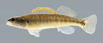 Percina phoxocephala Slenderhead Darter 153