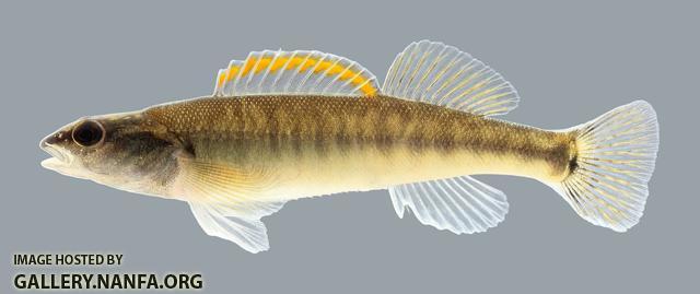 Percina phoxocephala Slenderhead Darter 153