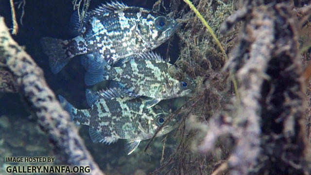 rock bass juveniles