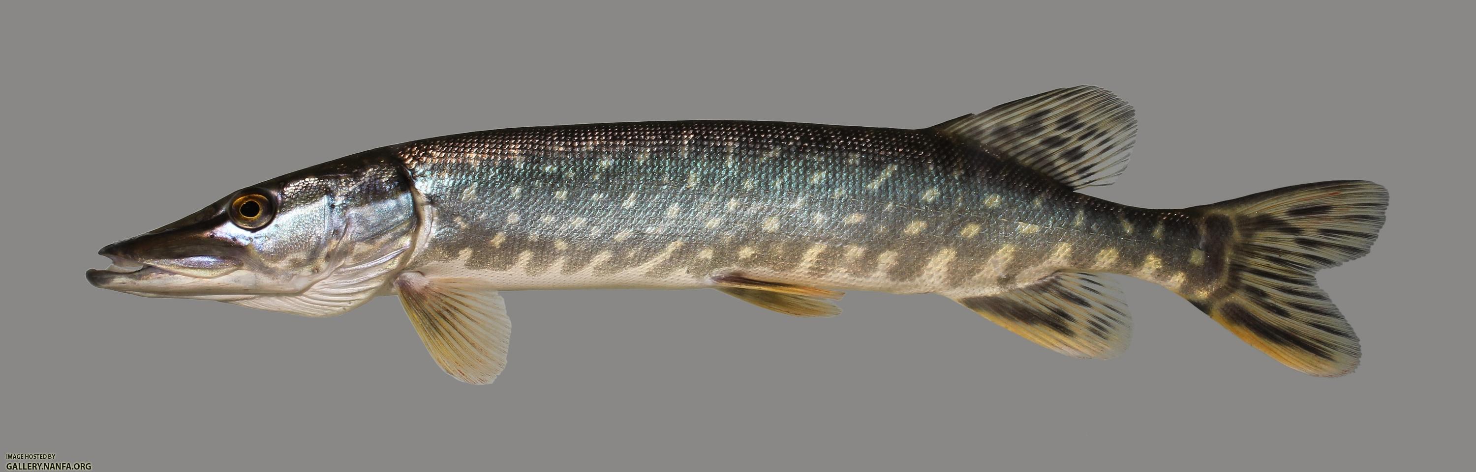 Esox lucius Northern Pike 409