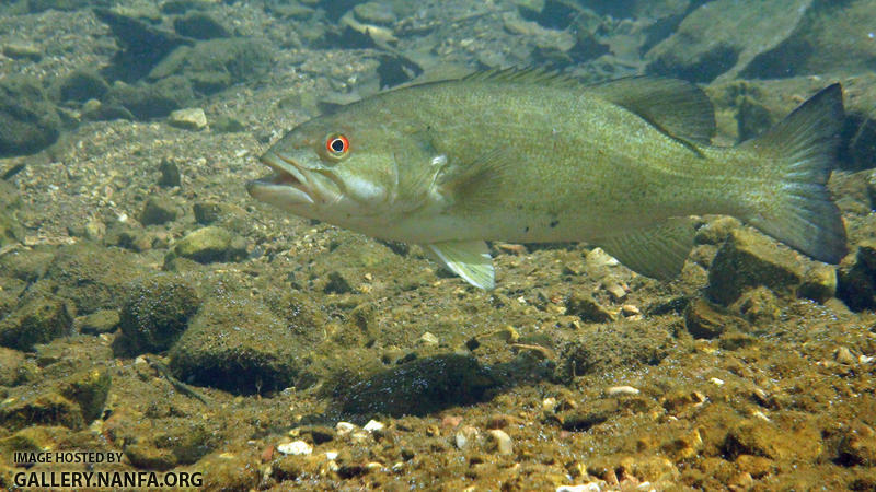 smallmouth bass