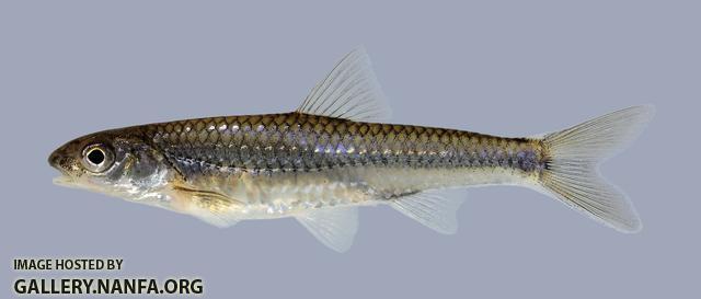 Notropis stramineus Sand Shiner 421