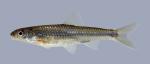 Notropis stramineus Sand Shiner 421