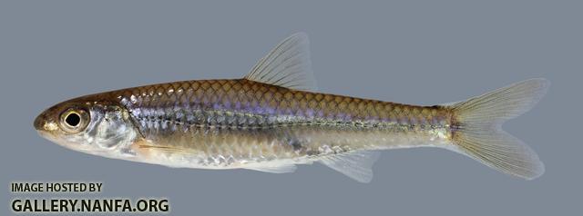 Notropis stramineus Sand Shiner 560