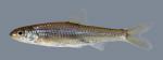 Notropis stramineus Sand Shiner 560