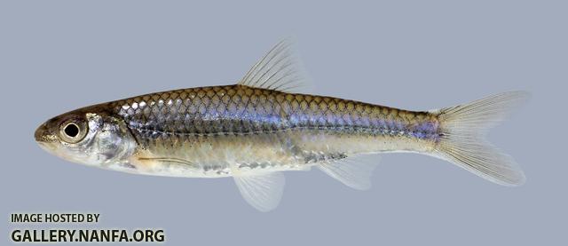 Notropis stramineus Sand Shiner 661